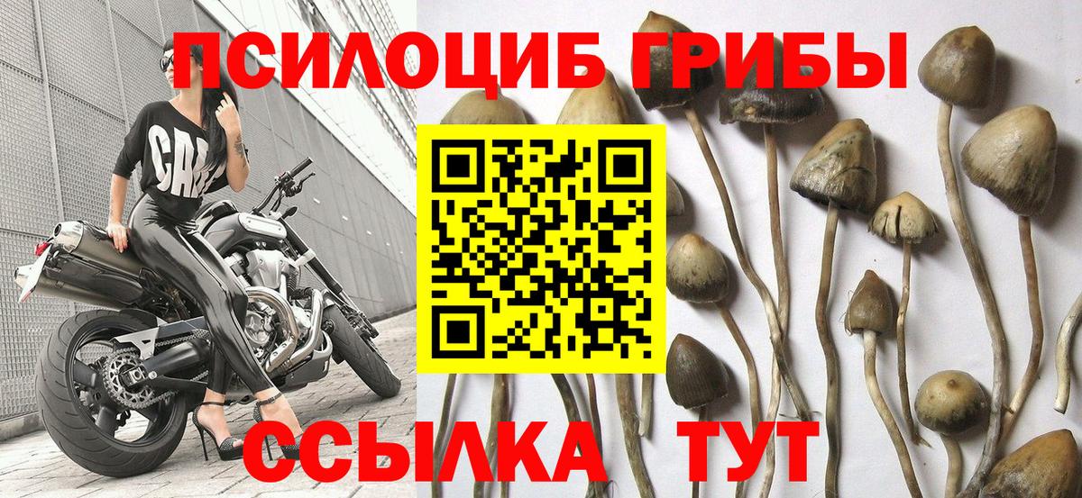 Псилоцибиновые грибы Psilocybine cubensis  Вход с VPN  Чебоксары 